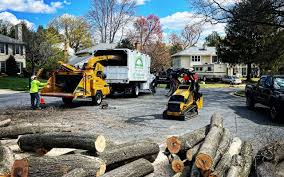 How Our Tree Care Process Works  in  Tonopah, NV