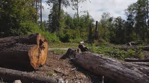 Tree and Shrub Care in Tonopah, NV