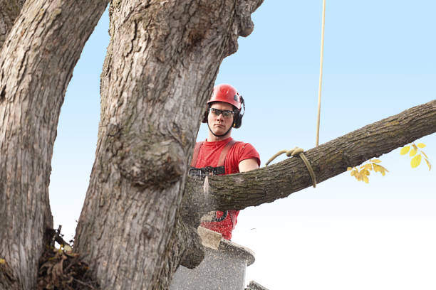 Trusted Tonopah, NV Tree Care Experts